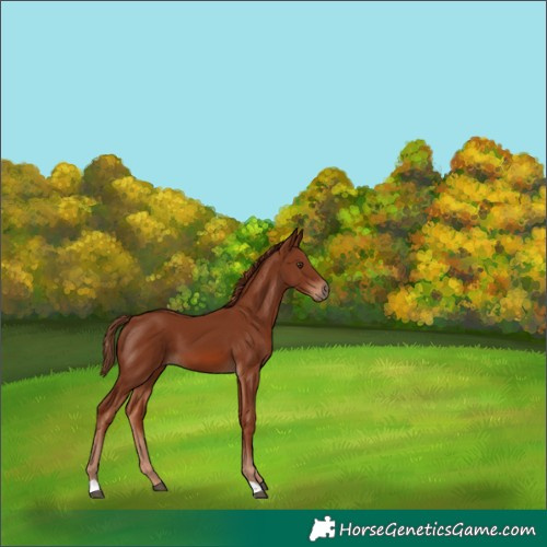 Horse Color:Chestnut 
