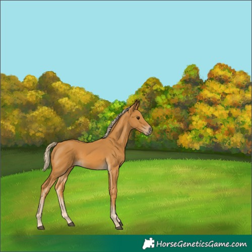 Horse Color:Palomino