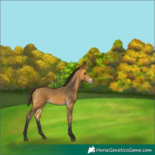 Horse Color:Buckskin 