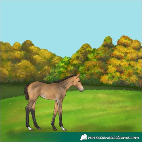 Horse Color:Buckskin 