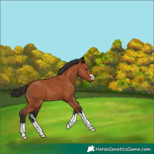 Horse Color:Bay 