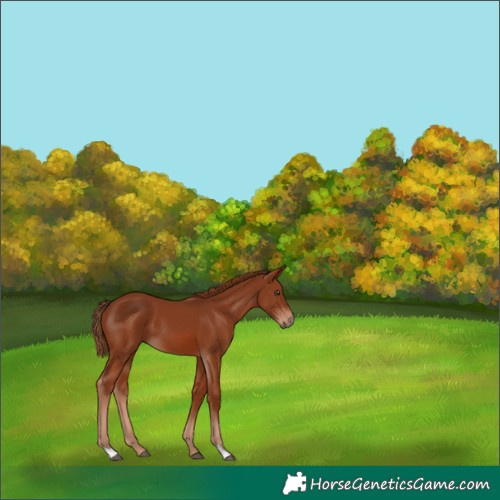 Horse Color:Chestnut 