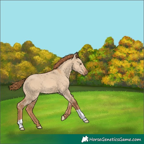 Horse Color:Red Dun 