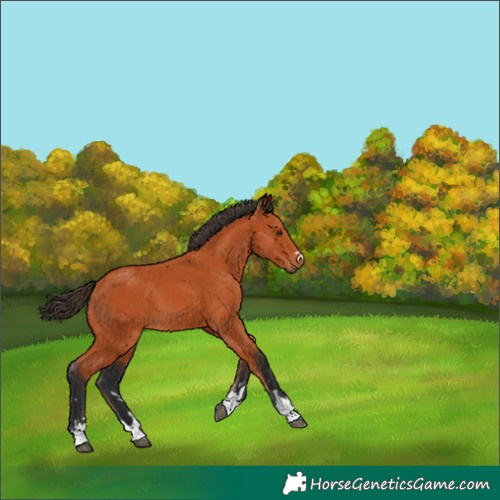 Horse Color:Unknown 