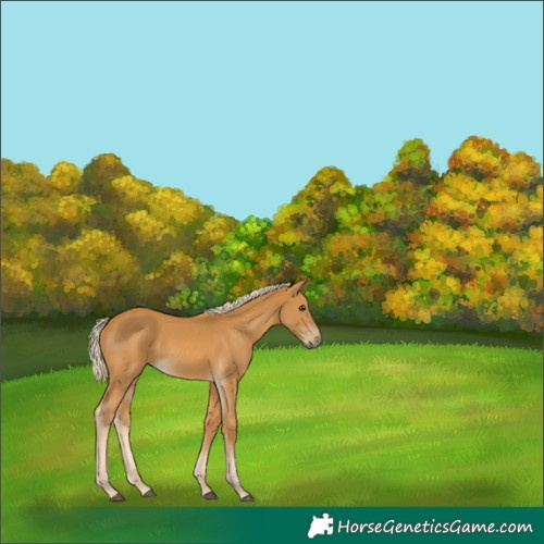 Horse Color:Palomino