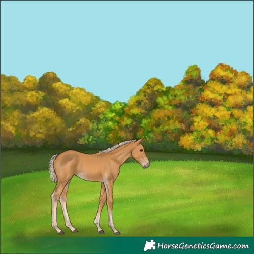 Horse Color:Palomino