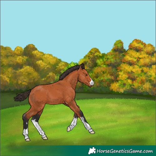 Horse Color:Bay 