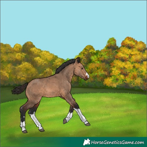 Horse Color:Unknown 