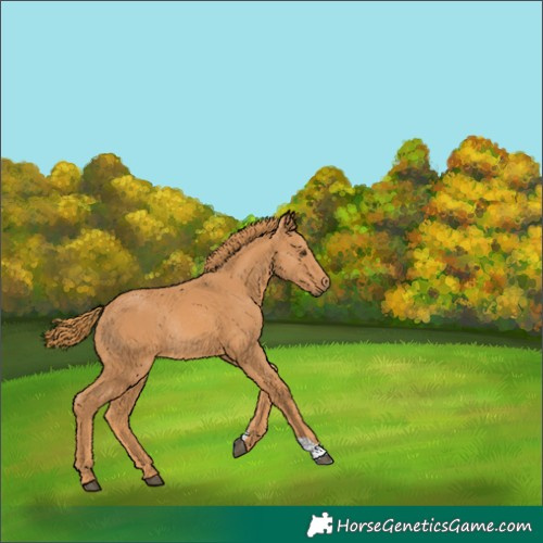 Horse Color:Chestnut Rabicano 
