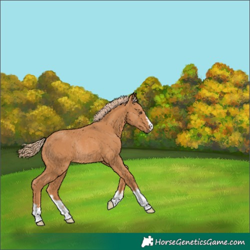 Horse Color:Chestnut Rabicano 