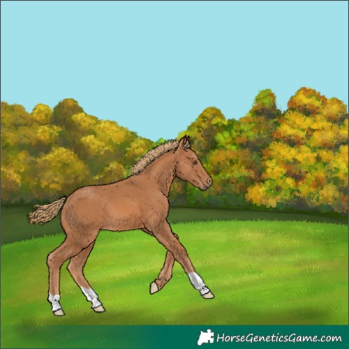 Horse Color:Chestnut 