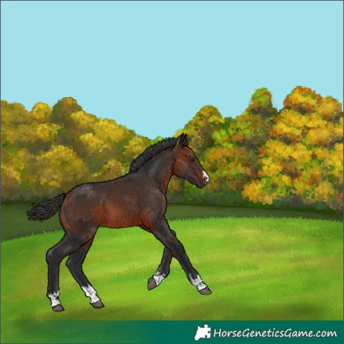 Horse Color:Bay 