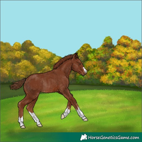 Horse Color:Chestnut Rabicano 