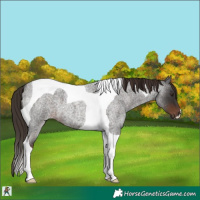 Horse Color:Liver Red Roan Tobiano 