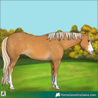 Horse Color:Palomino 