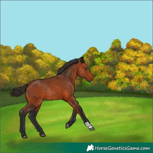 Horse Color:Bay Rabicano 