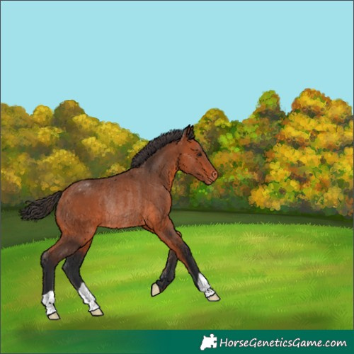 Horse Color:Bay Appaloosa Rabicano 