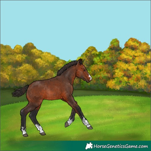 Horse Color:Bay Rabicano 