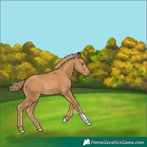Horse Color:Unknown 