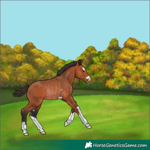 Horse Color:Bay Rabicano 