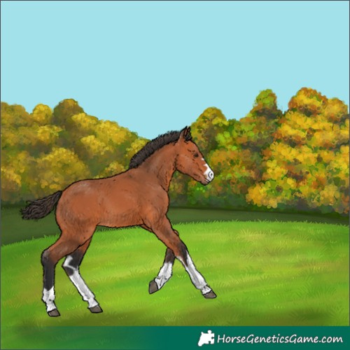 Horse Color:Unknown 