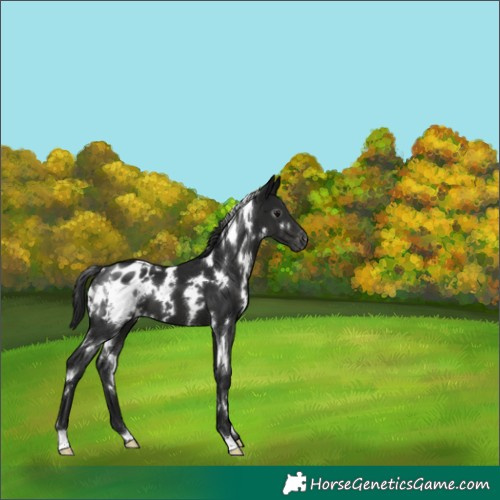 Horse Color:Gray White Spotted Black Appaloosa 
