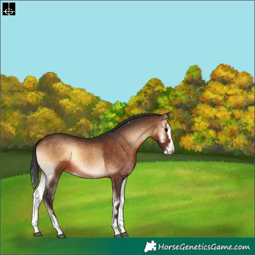 Horse Color:Brown Onyx Sabino Splash Rabicano 