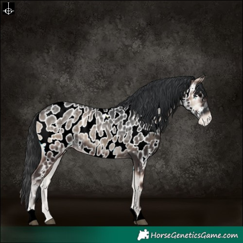 Horse Color:Blue Onyx Ice Appaloosa 