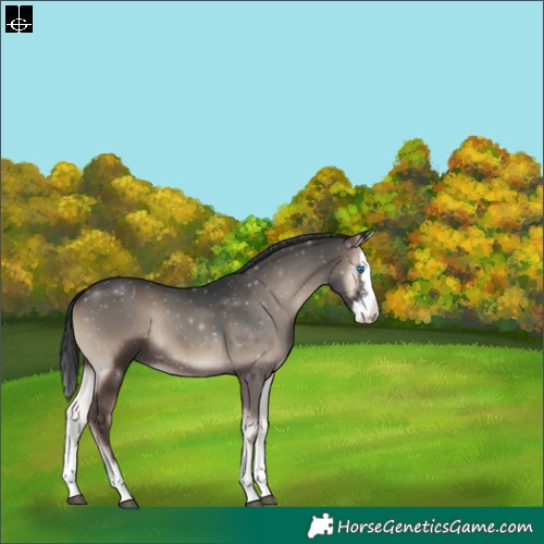 Horse Color:Blue Onyx Sabino Splash Rabicano 
