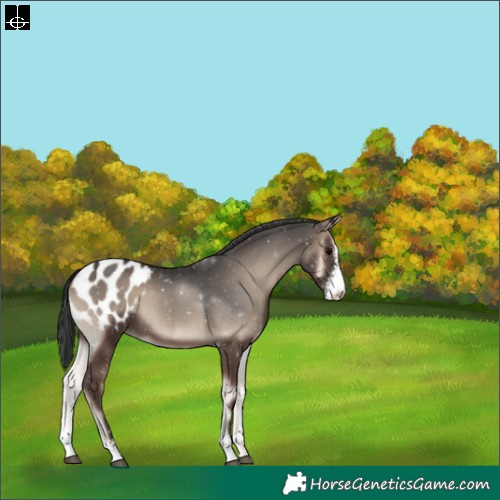Horse Color:Blue Onyx Sabino Appaloosa