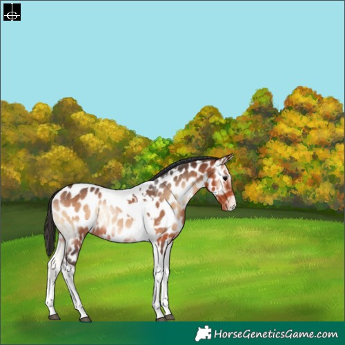 Horse Color:Bay Onyx Tobiano Near Leopard Rabicano 