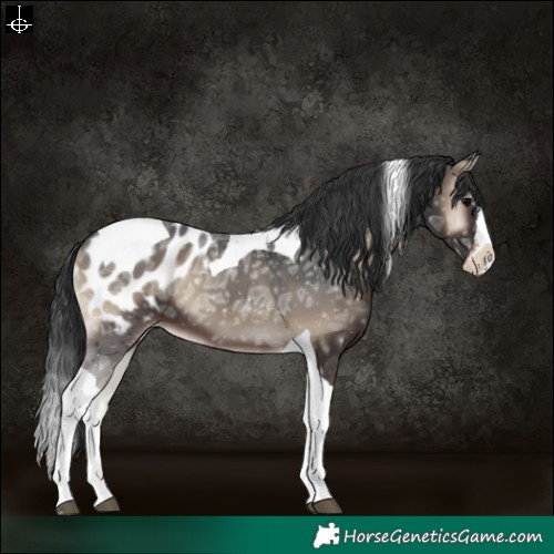 Horse Color:Blue Onyx Ice Splash Tobiano Appaloosa 