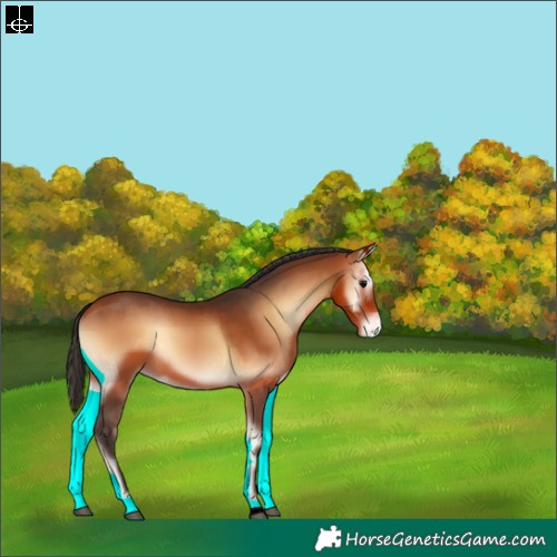 Horse Color:Bay Onyx Varnish 