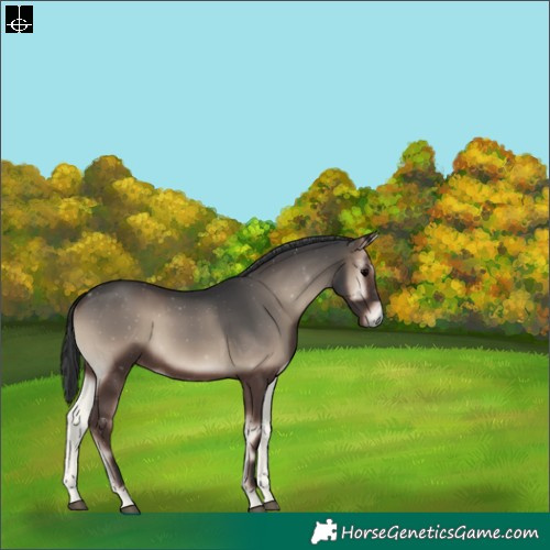 Horse Color:Blue Onyx 