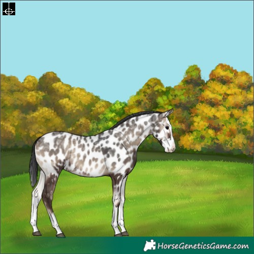 Horse Color:Blue Onyx Ice Splash Appaloosa