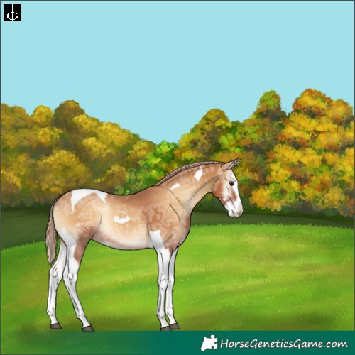 Horse Color:Red Onyx Ice Splash Tobiano Rabicano 