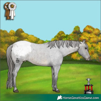 Horse Color:Buckskin Roan Appaloosa 