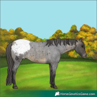 Horse Color:Buckskin Roan Appaloosa