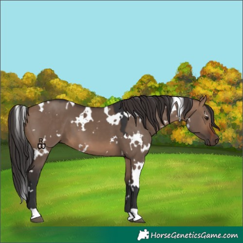 Horse Color:White Spotted Brown Dun
