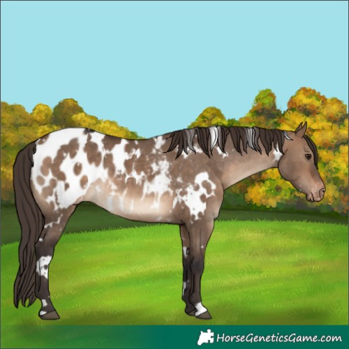 Horse Color:White Spotted Brown Dun Blanket Rabicano 
