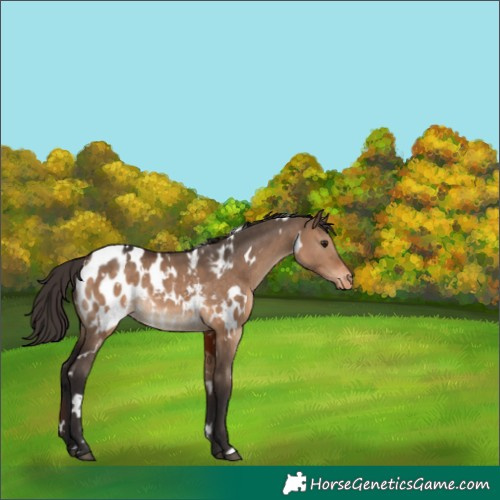 Horse Color:White Spotted Brown Dun Appaloosa Rabicano 