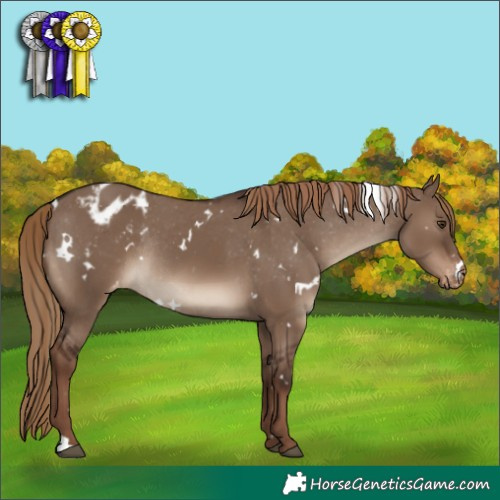 Horse Color:White Spotted Liver Red Dun Appaloosa Rabicano 