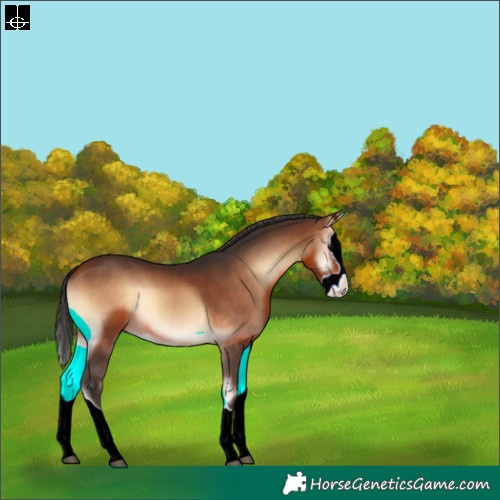 Horse Color:Bay Onyx Splash 
