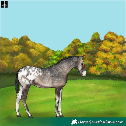 Horse Color:Blue Onyx Ice Appaloosa