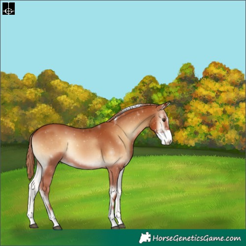 Horse Color:Red Onyx Sabino Tobiano Rabicano 