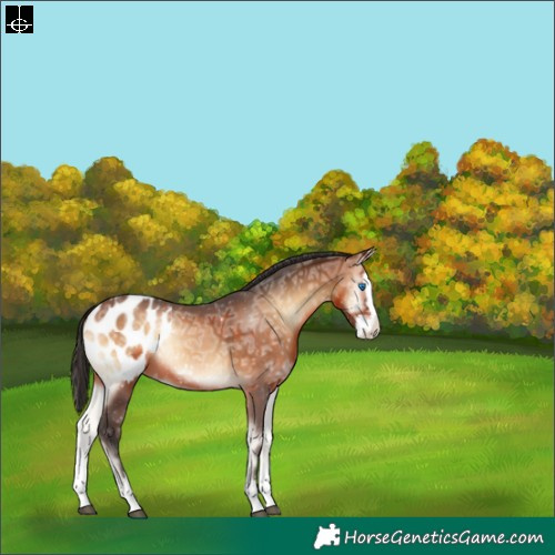 Horse Color:Bay Ice Onyx Sabino Splash Blanket Rabicano 