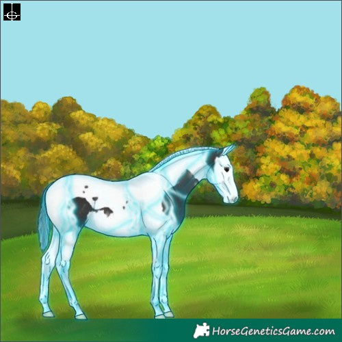Horse Color:Thunderstruck Smoky Black Splash Tobiano 