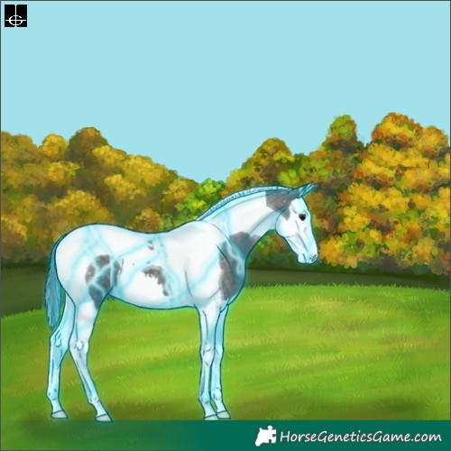 Horse Color:Thunderstruck Smoky Blue Roan Splash Tobiano 