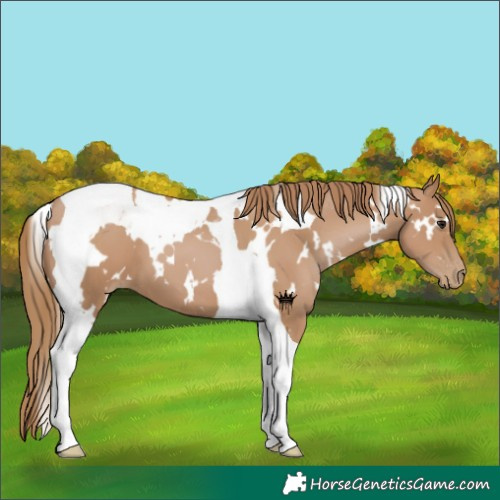 Horse Color:White Spotted Black Pearl Tobiano 