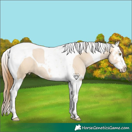 Horse Color:Bay Pearl Dun Splash Tobiano 